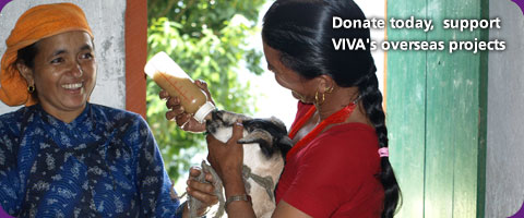 Donate today  support VIVA's overseas projects