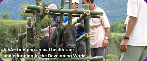 VIVA - bringing animal health care and education to the Developing World