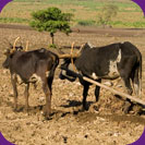 Pair of Oxen and Plough - €1000